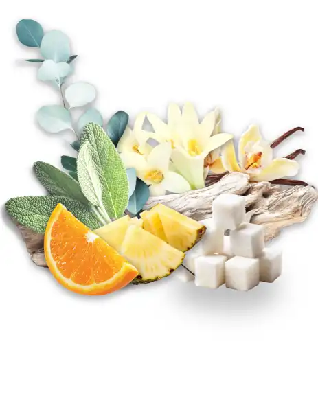 Desert Palm Clean Fragrance - Clean Fragrances